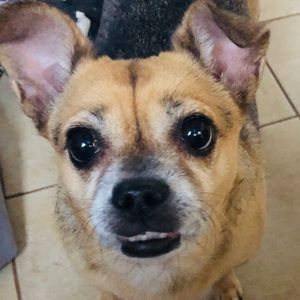 Meet your Posher, Ann